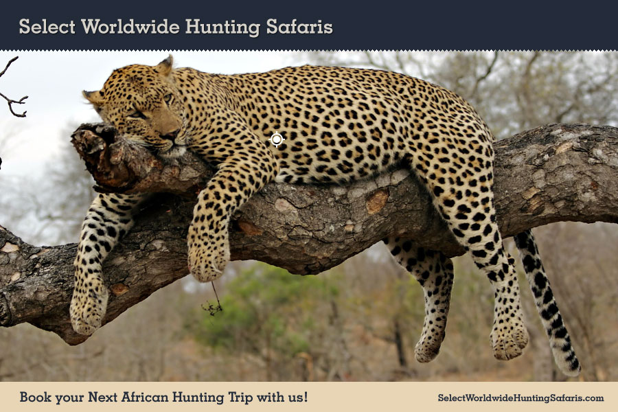 Hunting Leopard in Southern Africa