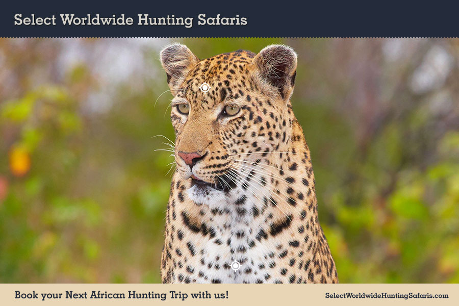 Hunting Leopard in Southern Africa