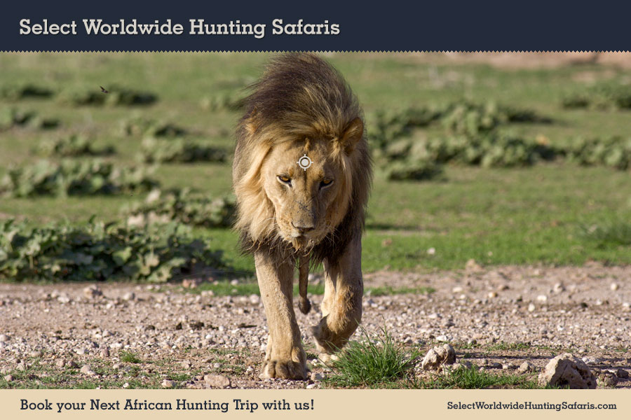 Hunting Lion in Southern Africa