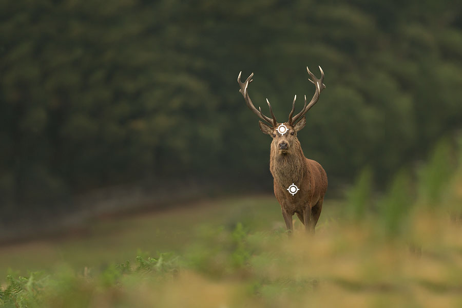 Red Stag Shot Placement