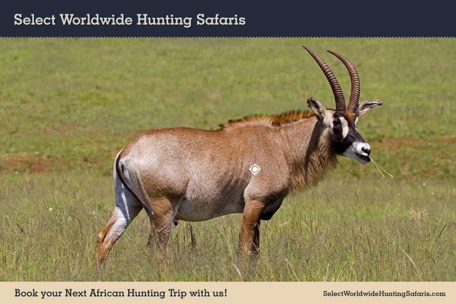 Hunting Roan in Southern Africa