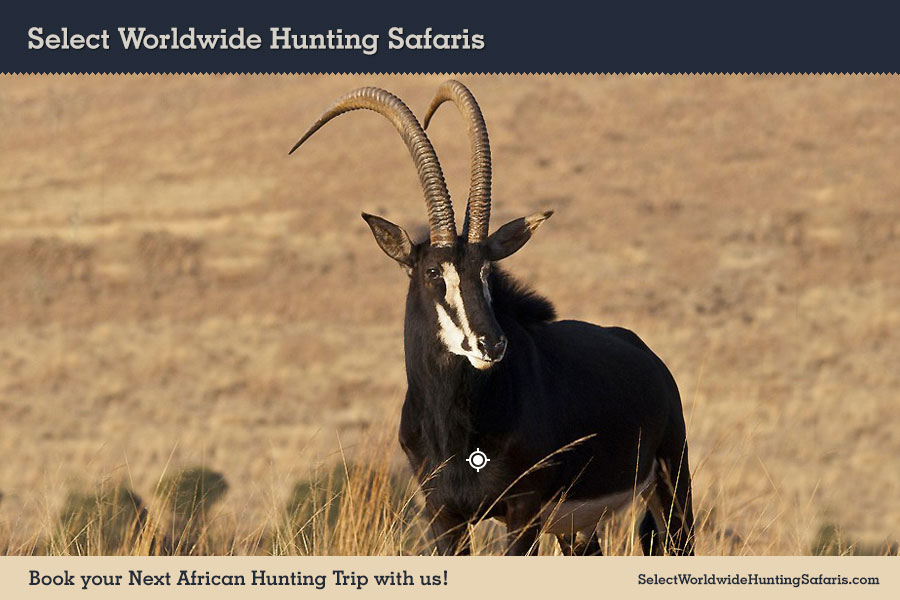 Hunting Sable in Southern Africa