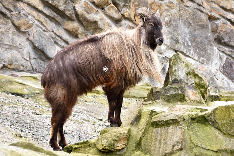 Tahr Shot Placement