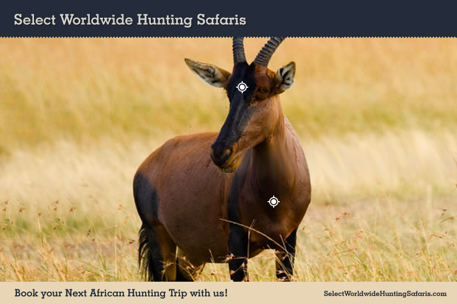 Hunting Tsessebe in Southern Africa