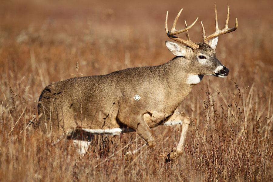 Whitetail Shot Placement