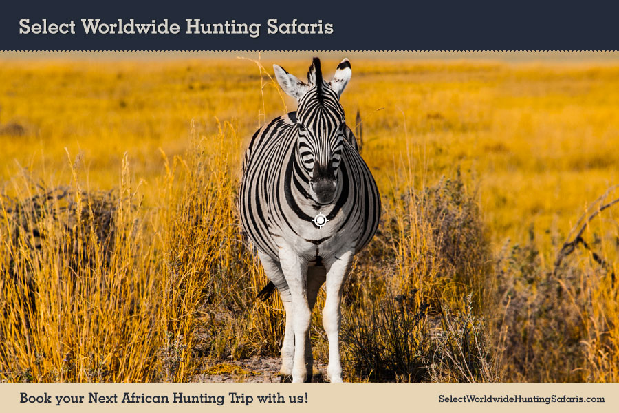 Hunting Zebra in Southern Africa